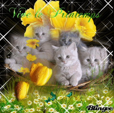 Résultat de recherche d'images pour "vive le printemps chat"